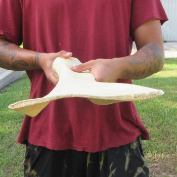 24 Inch Giraffe Shoulder Blade 