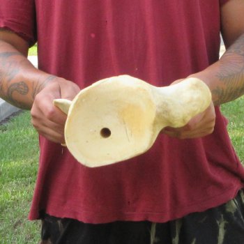 24 Inch Giraffe Shoulder Blade 
