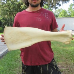 25 Inch Giraffe Sho...