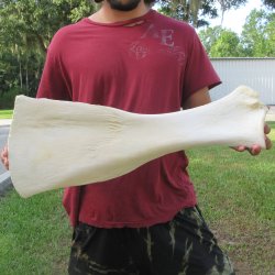 24 Inch Giraffe Sho...