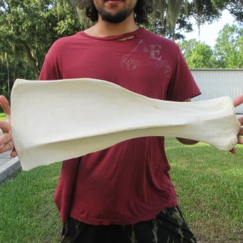 24 Inch Giraffe Shoulder Blade 