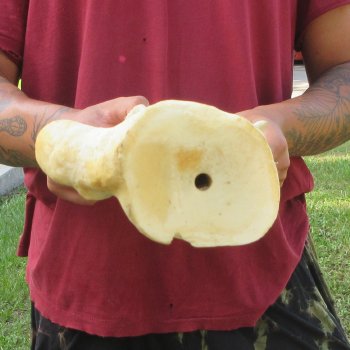 24 Inch Giraffe Shoulder Blade 