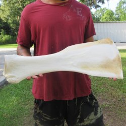 26 Inch Giraffe Sho...