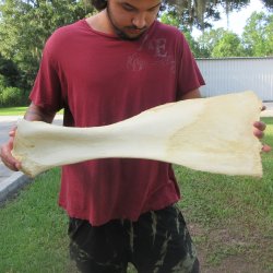 26-1/2 Inch Giraffe...