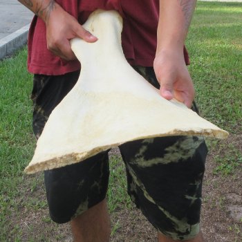 26-1/2 Inch Giraffe Shoulder Blade 