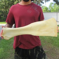 25 Inch Giraffe Sho...