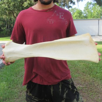 25 Inch Giraffe Shoulder Blade 