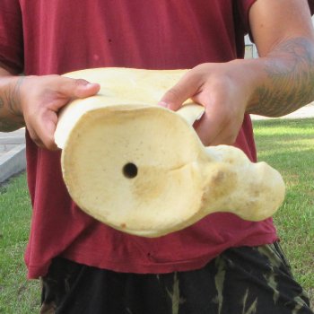 25 Inch Giraffe Shoulder Blade 