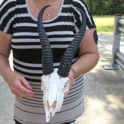 12" Horns on M...