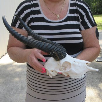 12" Horns on Male Springbok Skull 