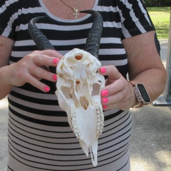 12" Horns on Male Springbok Skull 