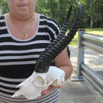 12" Horns on Male Springbok Skull 