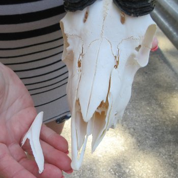 12" Horns on Male Springbok Skull 