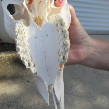 12" Horns on Male Springbok Skull 