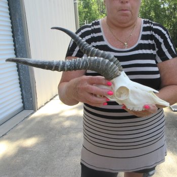 12" Horns on Male Springbok Skull 