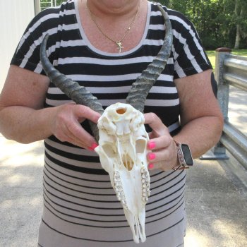12" Horns on Male Springbok Skull 