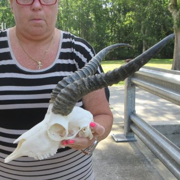 12" Horns on Male Springbok Skull 
