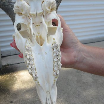 12" Horns on Male Springbok Skull 