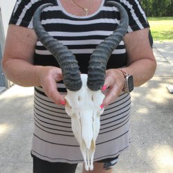 11" Horns on M...