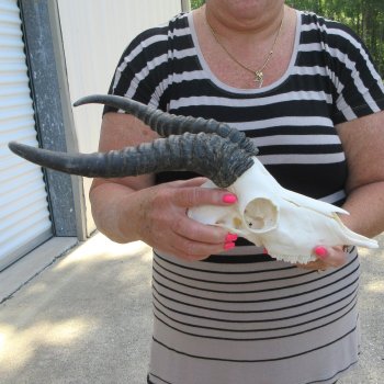 11" Horns on Male Springbok Skull 