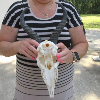 11" Horns on Male Springbok Skull 