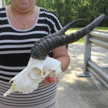 11" Horns on Male Springbok Skull 
