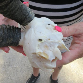 11" Horns on Male Springbok Skull 