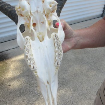 11" Horns on Male Springbok Skull 
