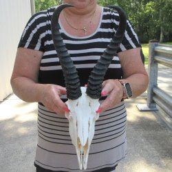 11" Horns on M...