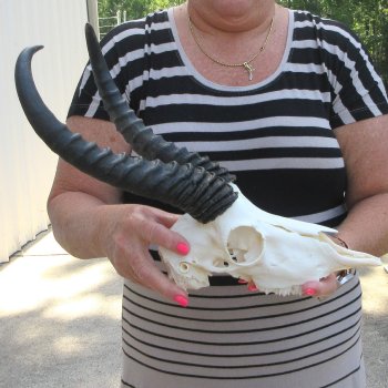 11" Horns on Male Springbok Skull 
