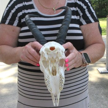 11" Horns on Male Springbok Skull 