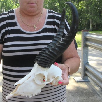 11" Horns on Male Springbok Skull 