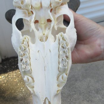 11" Horns on Male Springbok Skull 