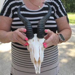 11" Horns on M...