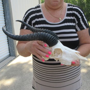 11" Horns on Male Springbok Skull 