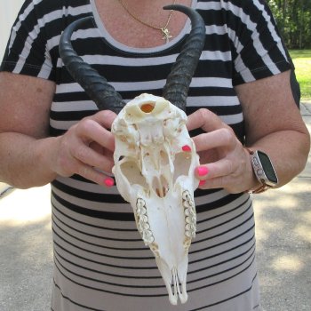 11" Horns on Male Springbok Skull 