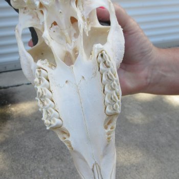 11" Horns on Male Springbok Skull 