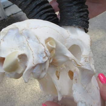 11" Horns on Male Springbok Skull 