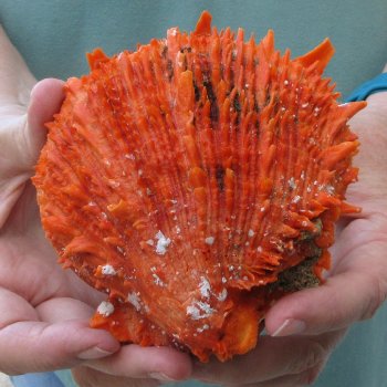 4-3/4" Spiny Oyster pair (Spondylus princeps)