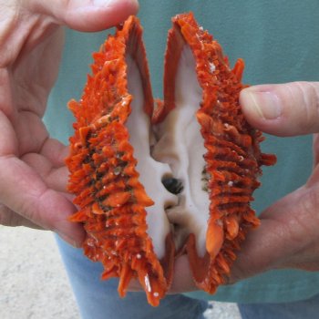 4-3/4" Spiny Oyster pair (Spondylus princeps)