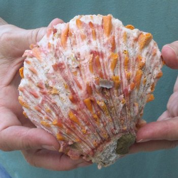4-1/2" Spiny Oyster pair (Spondylus princeps)