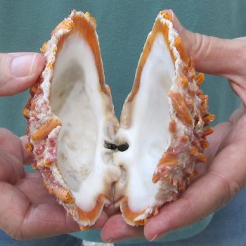 4-1/2" Spiny Oyster pair (Spondylus princeps)