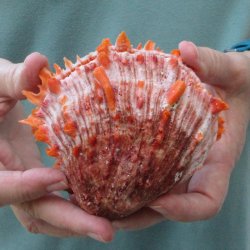 4-1/4" Spiny O...