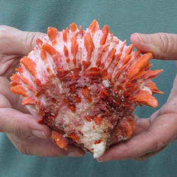 4-1/4" Spiny Oyster pair (Spondylus princeps)