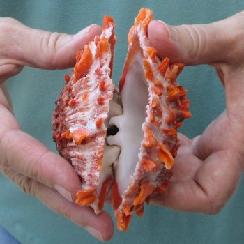 4-1/4" Spiny Oyster pair (Spondylus princeps)