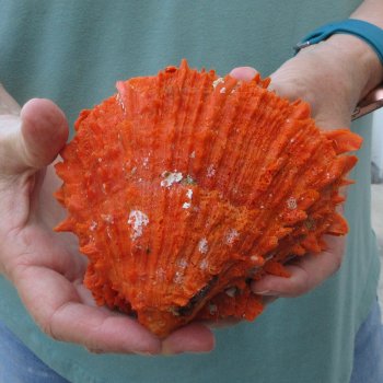 5" Spiny Oyster pair (Spondylus princeps)