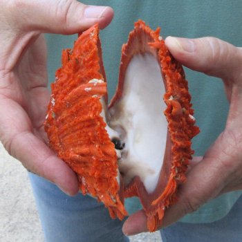 5" Spiny Oyster pair (Spondylus princeps)