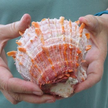 4-1/4" Spiny Oyster pair (Spondylus princeps)