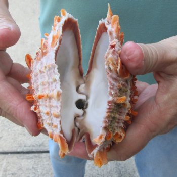 4-1/4" Spiny Oyster pair (Spondylus princeps)