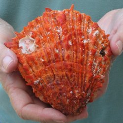5" Spiny Oyste...